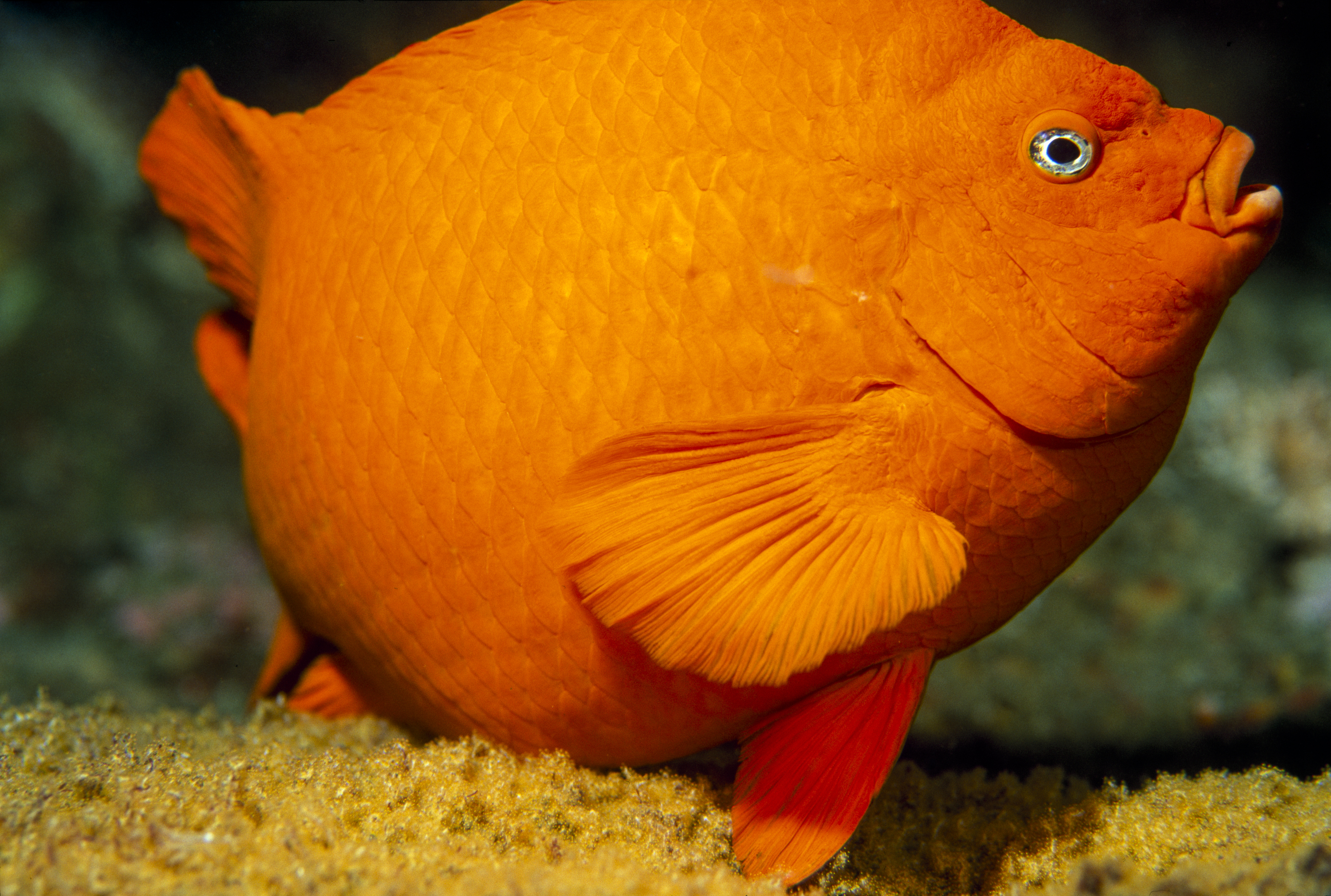 Garibaldi aerating eggs, by Matthew Meier