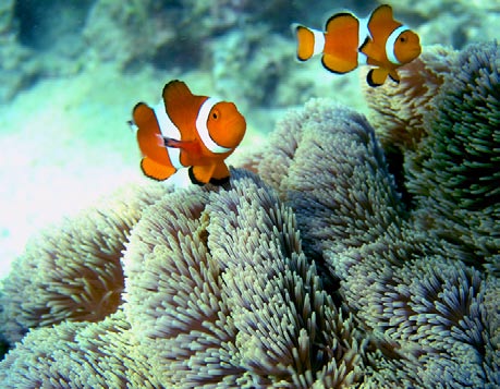 Clownfish