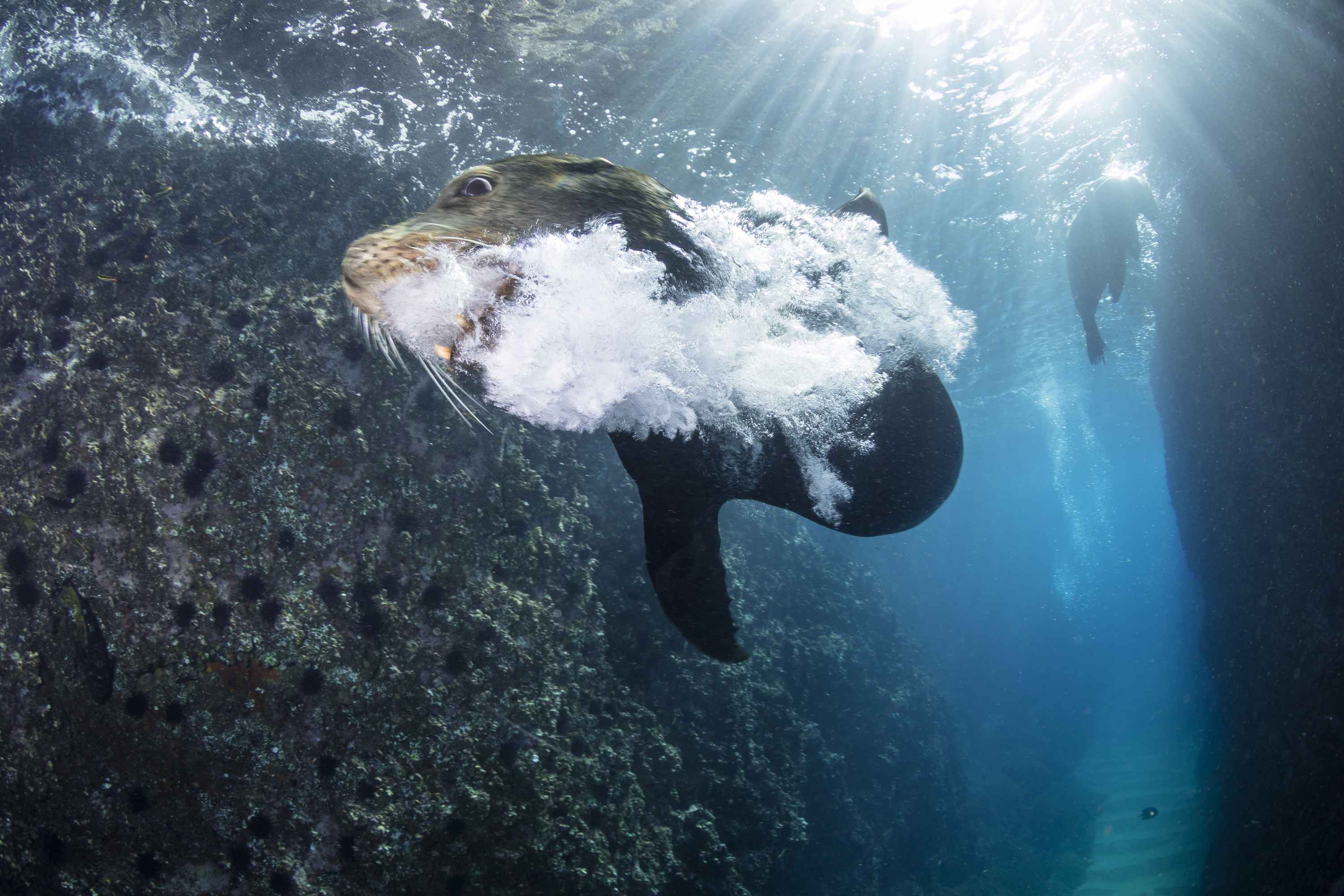 Sea lion, Lands End, Baja California Sur, Mexico. Photo by Frankie Grant