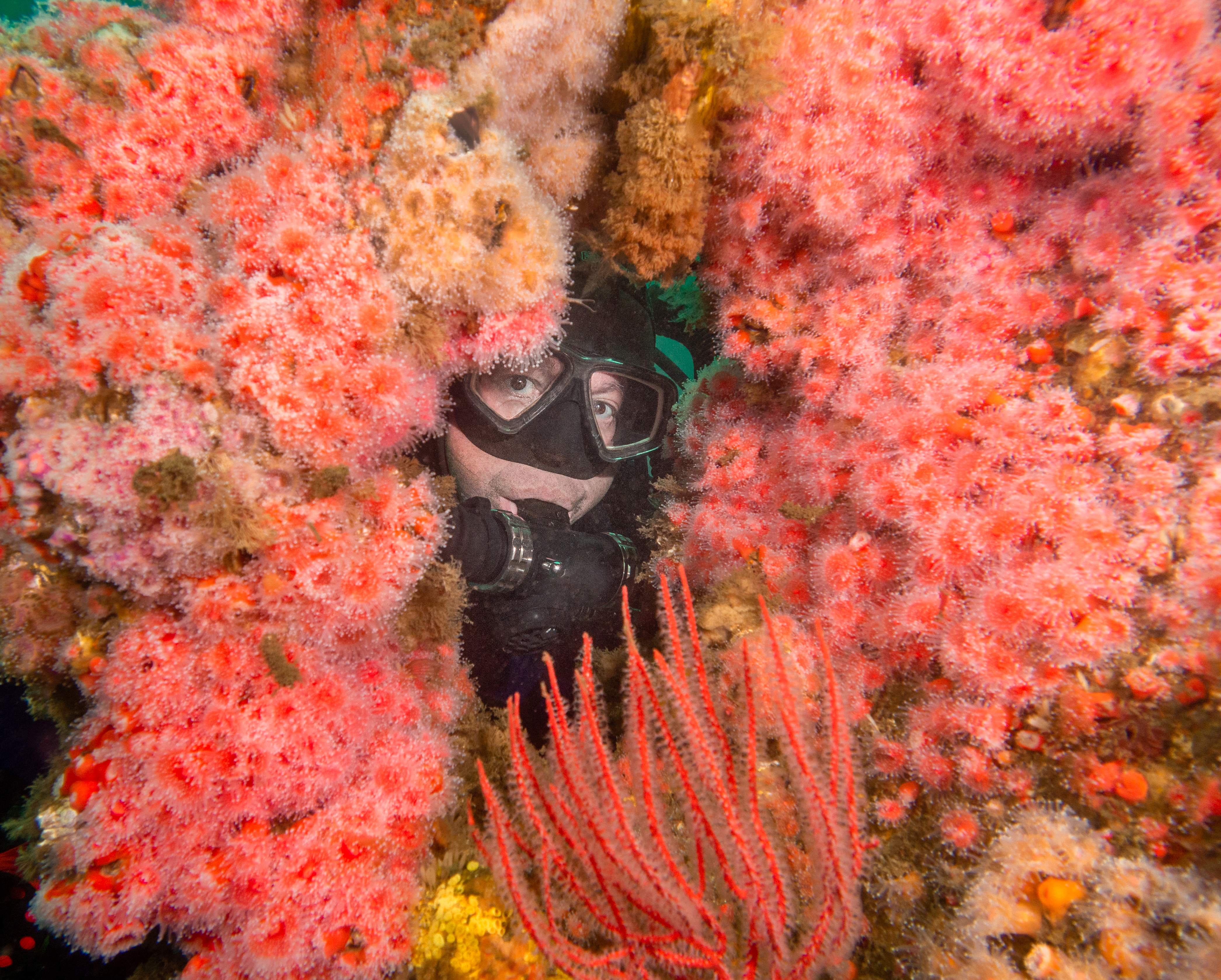 Larry Cohen and strawberry anemones on HMCS Yukon. Photo by Olga Torrey