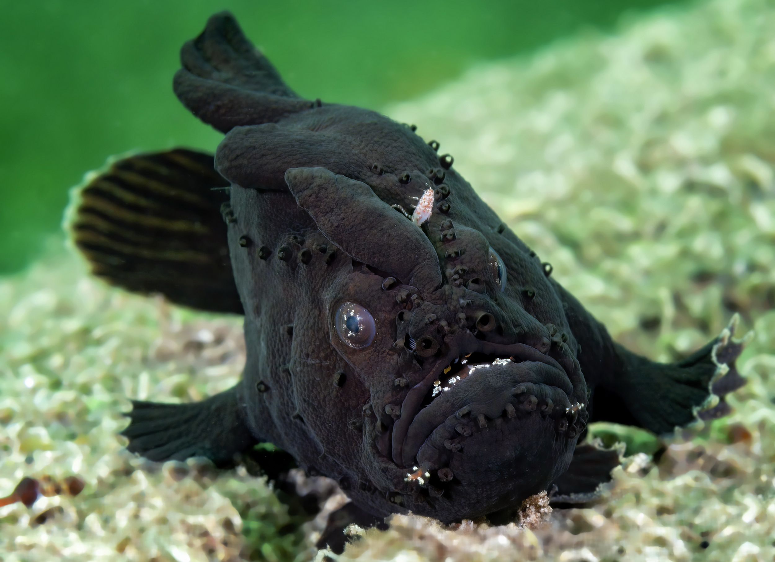 Black anglerfish, Edithburgh Jetty, South Australia. Photo by Don Silcock.