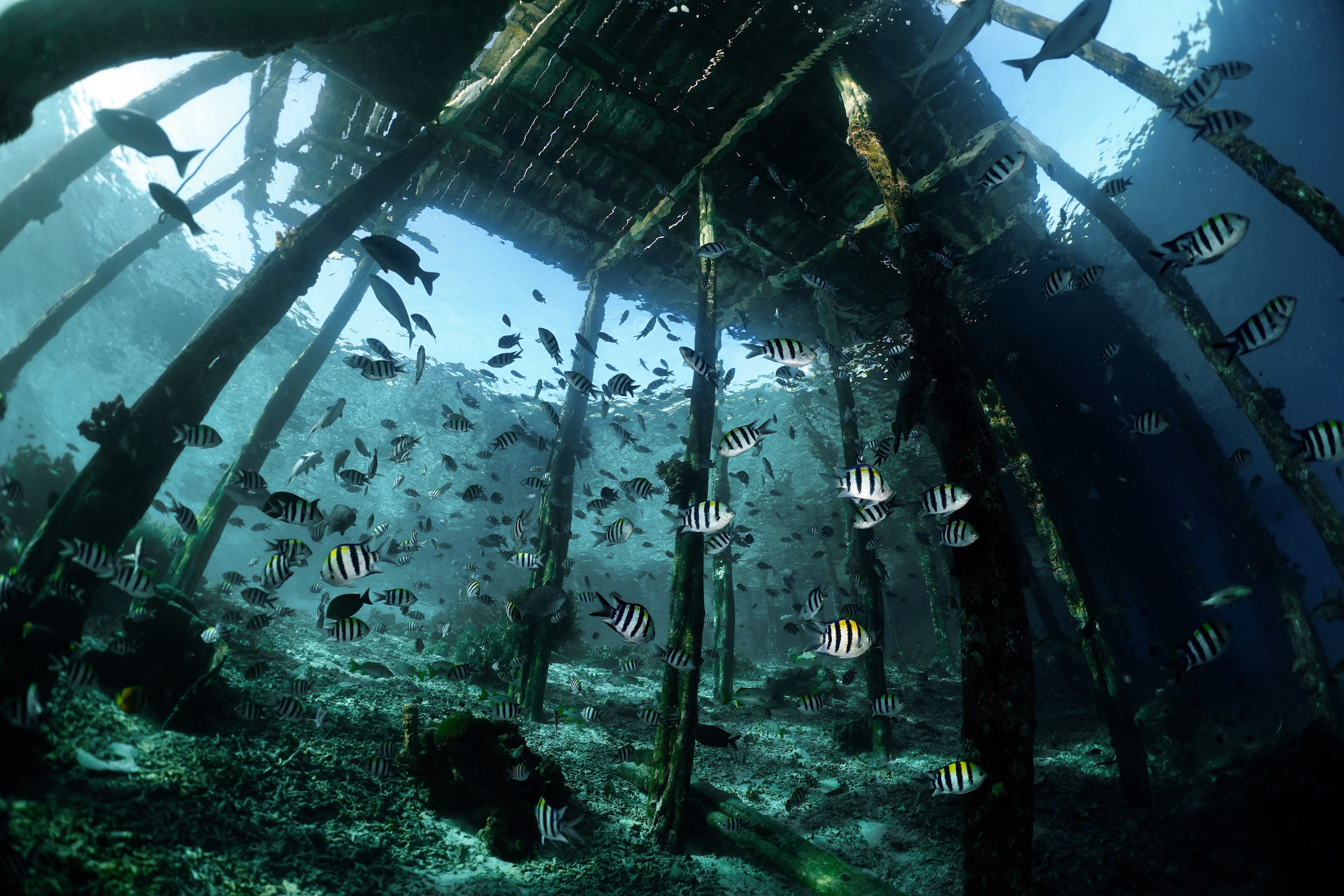 Sergeant majors under Airborek jetty. Photo by Pierre Constant