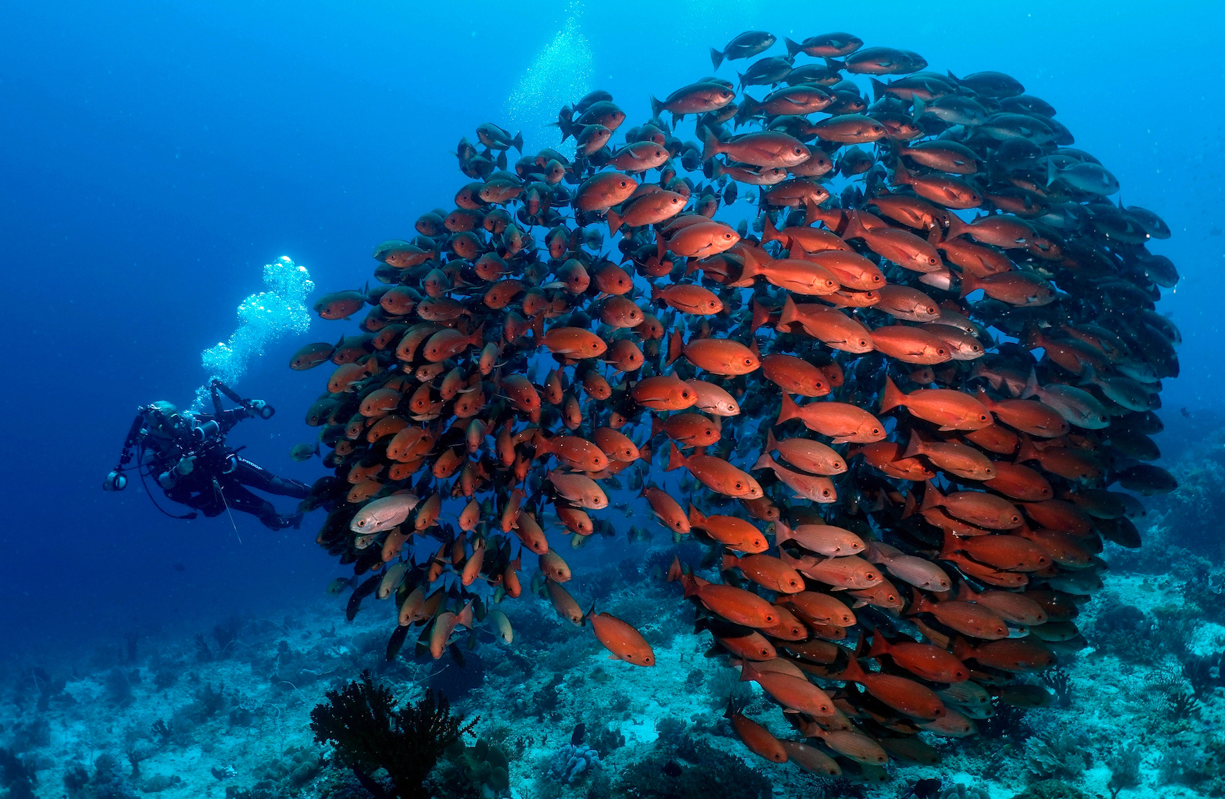 Diver with school of pinjalo snappers, Mayhem, Yangefo Island. Photo by Pierre Constant