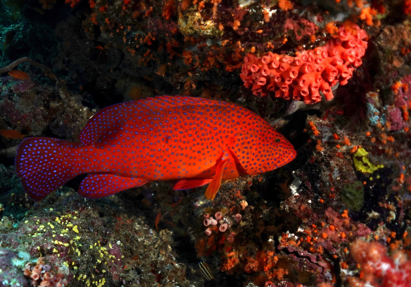 Bluespotted grouper, Raja Ampat, Indonesia. Photo by Pierre Constant