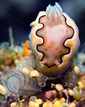 Goniobranchus coi sea slug feeding on ascidians at Teluk Wap. Photo by Pierre Constant