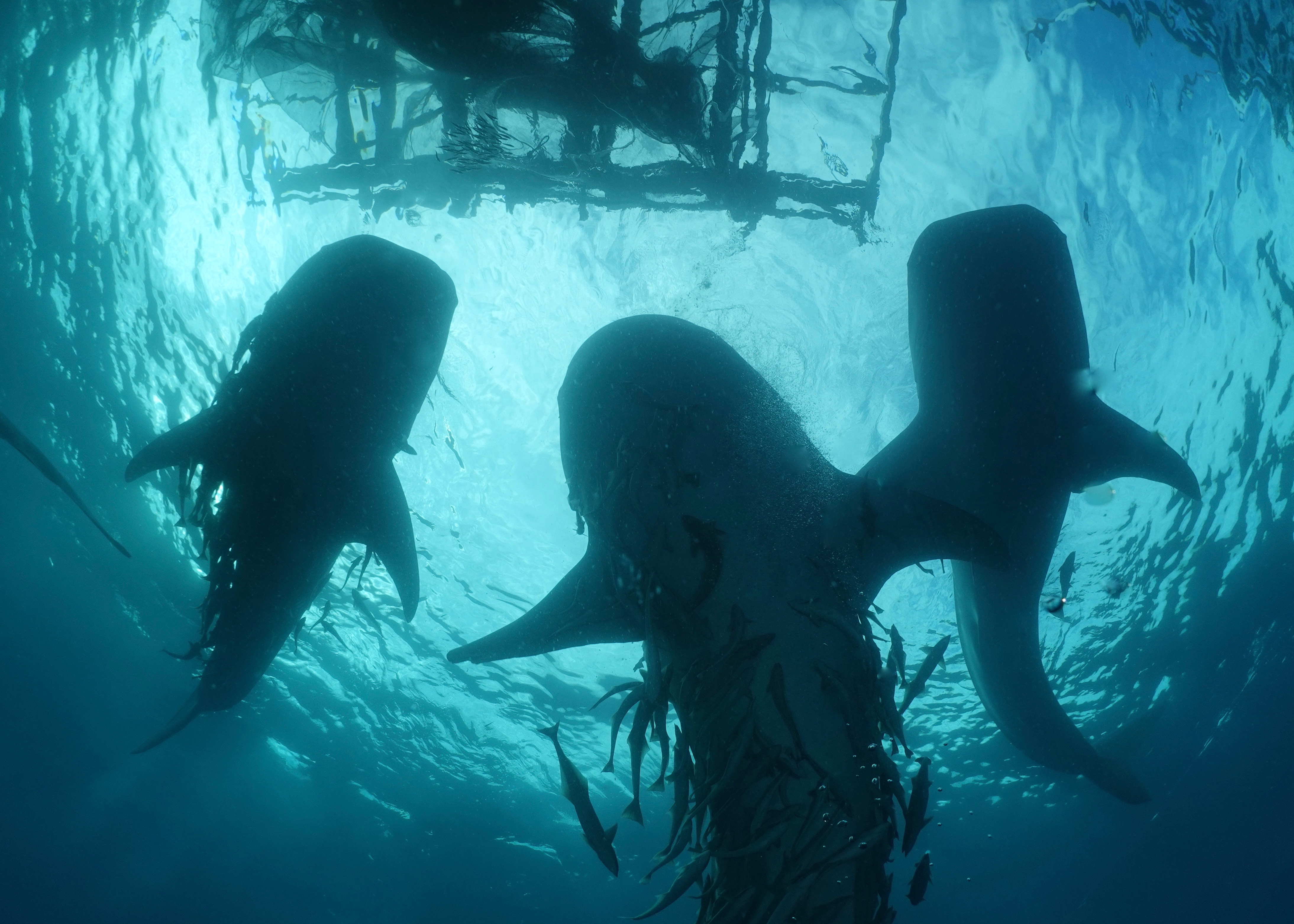 Whale sharks gather to feed under a "bagan" fishing platform at Teluk Namatote. Photo by Pierre Constant