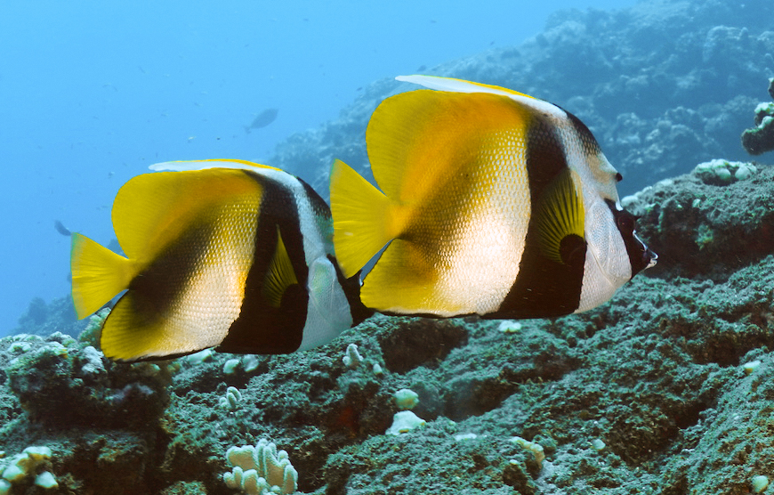 Masked bannerfish at Maharani