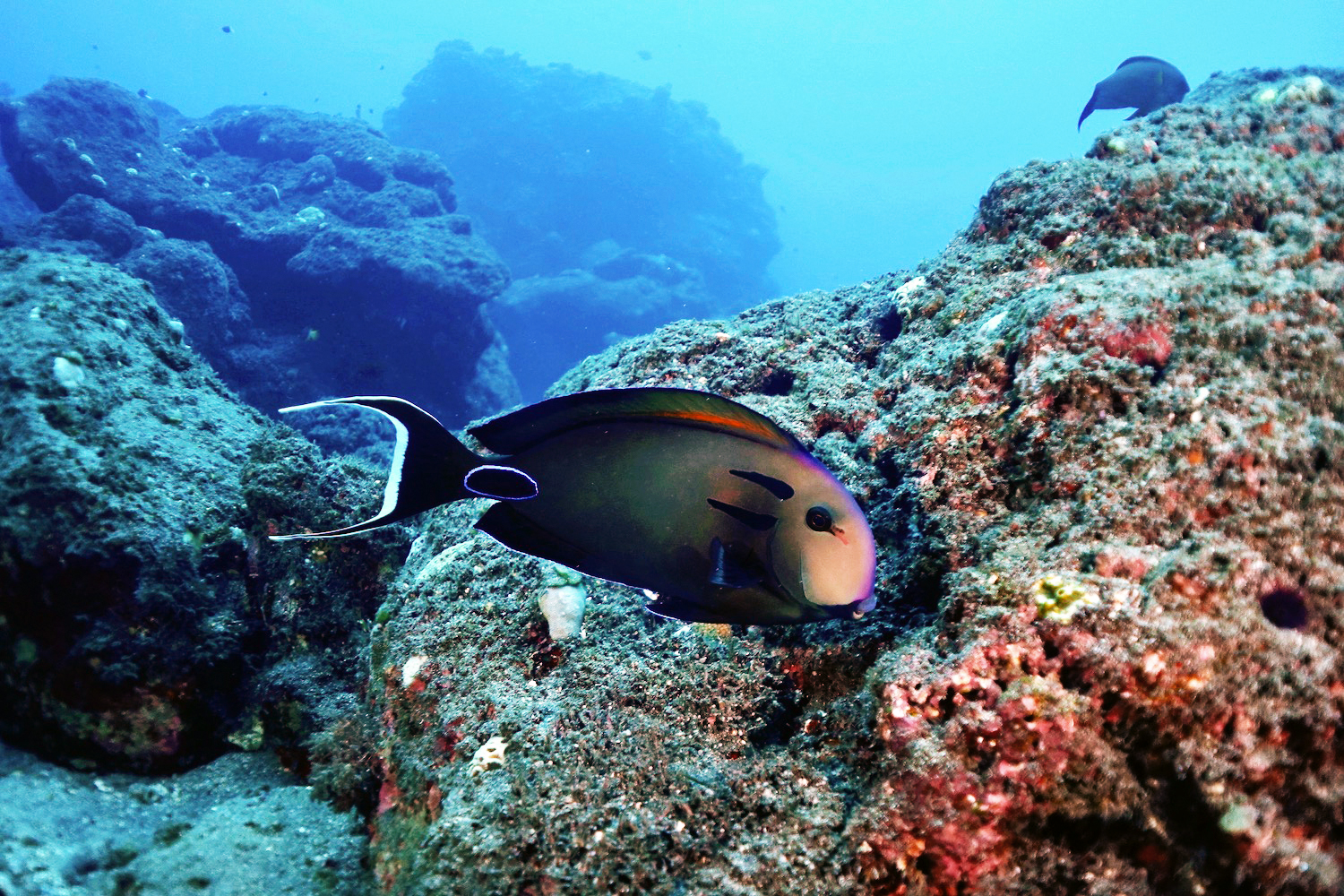 Double bar surgeonfish at Pain de Sucre