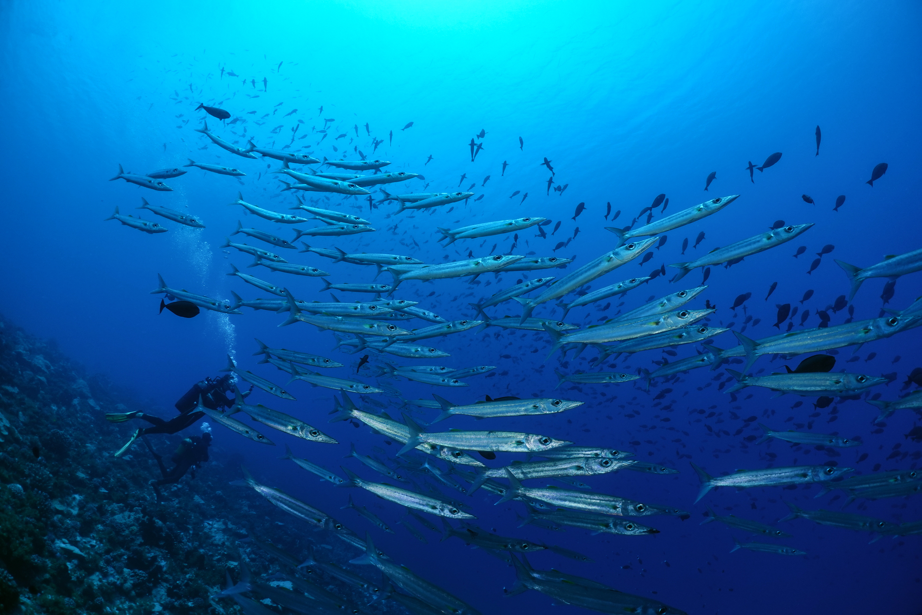 Diver with school of barracuda at Ngaruae, Fakarava Atoll, French Polynesia. Photo by Pierre Constant. 