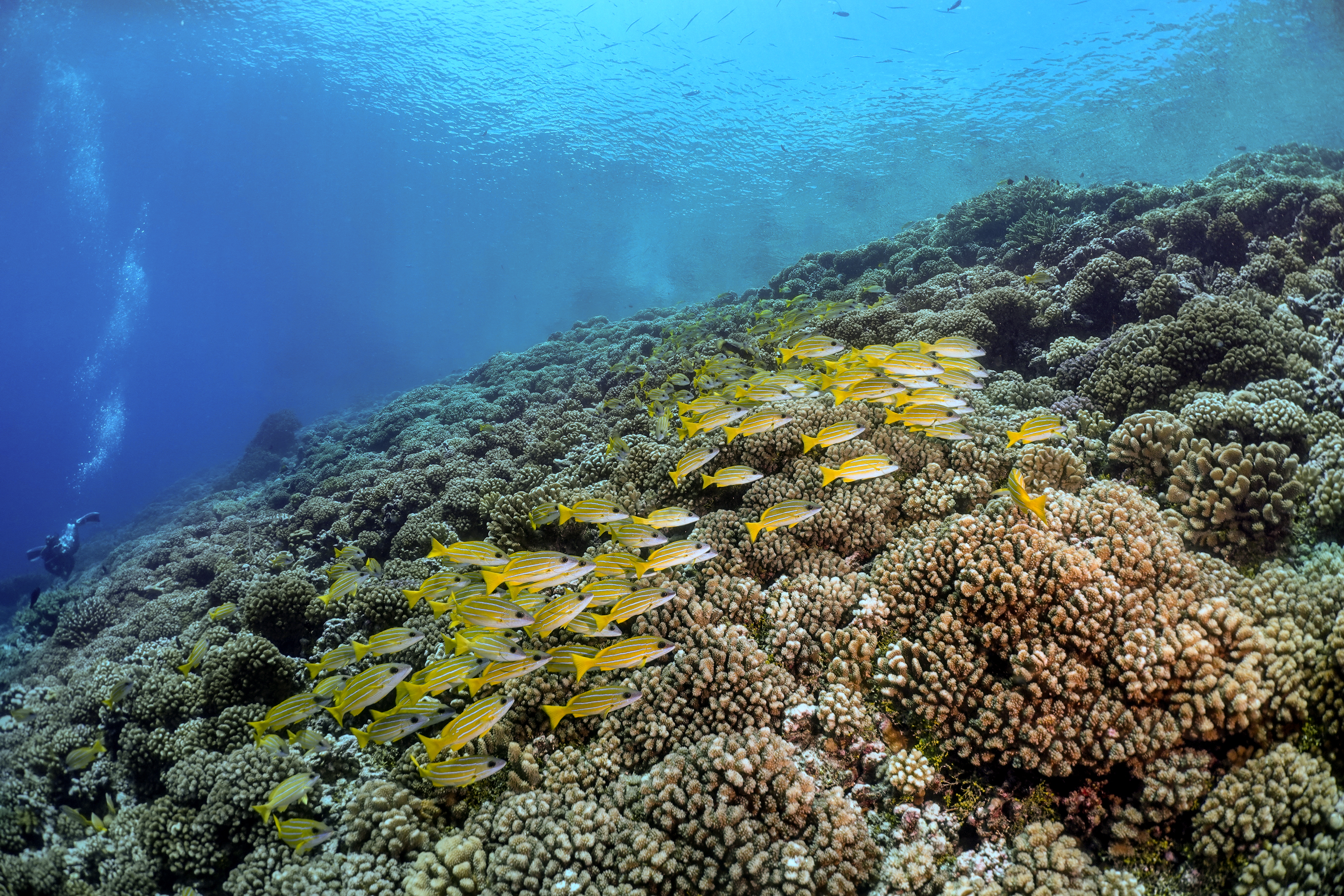 School of bluestripe snappers at Tumakohua. Photo by Pierre Constant.