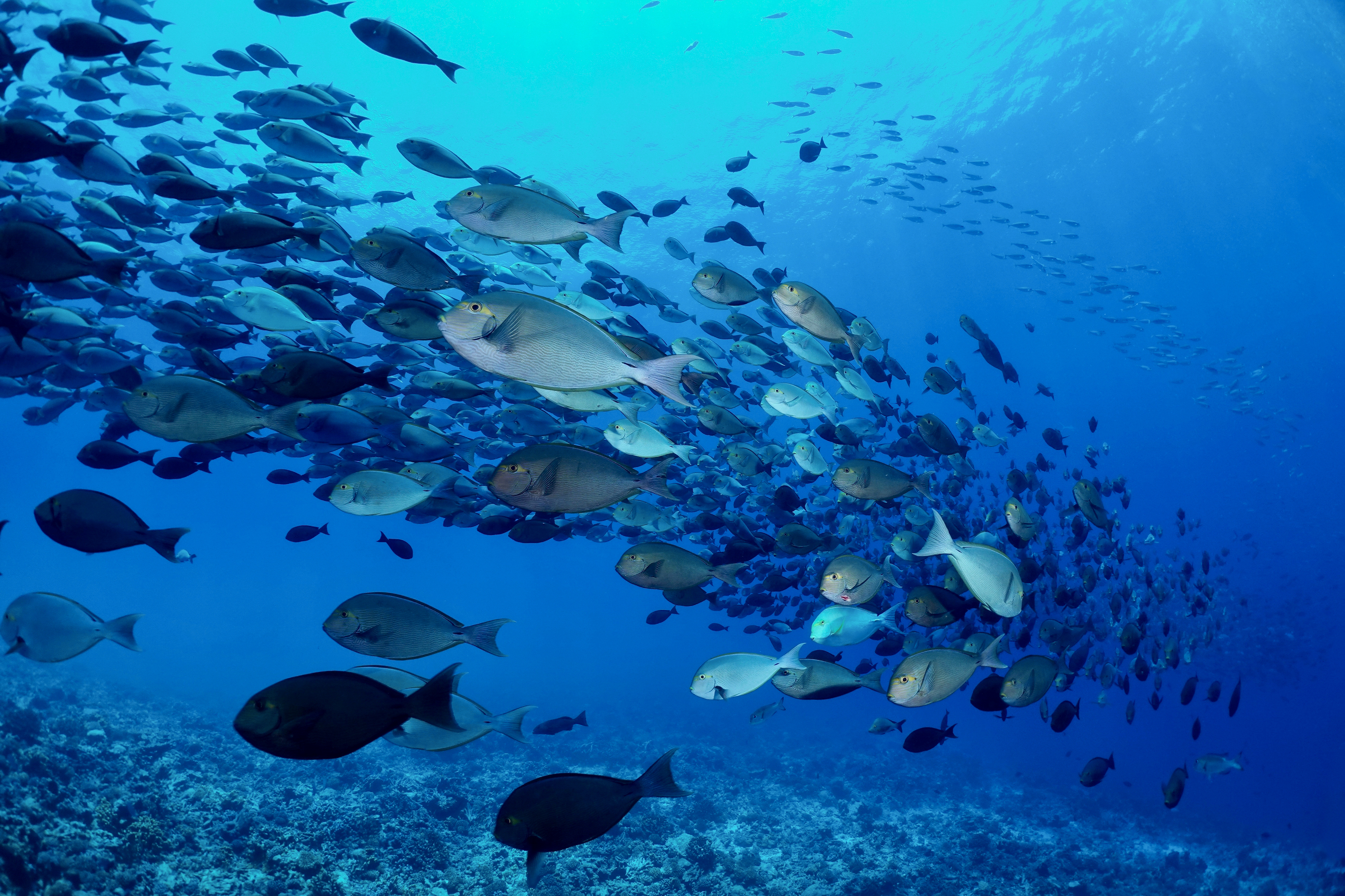 Schooling yellowmask surgeonfish at Ngaruae, Fakarava Atoll, French Polynesia. Photo by Pierre Constant. 