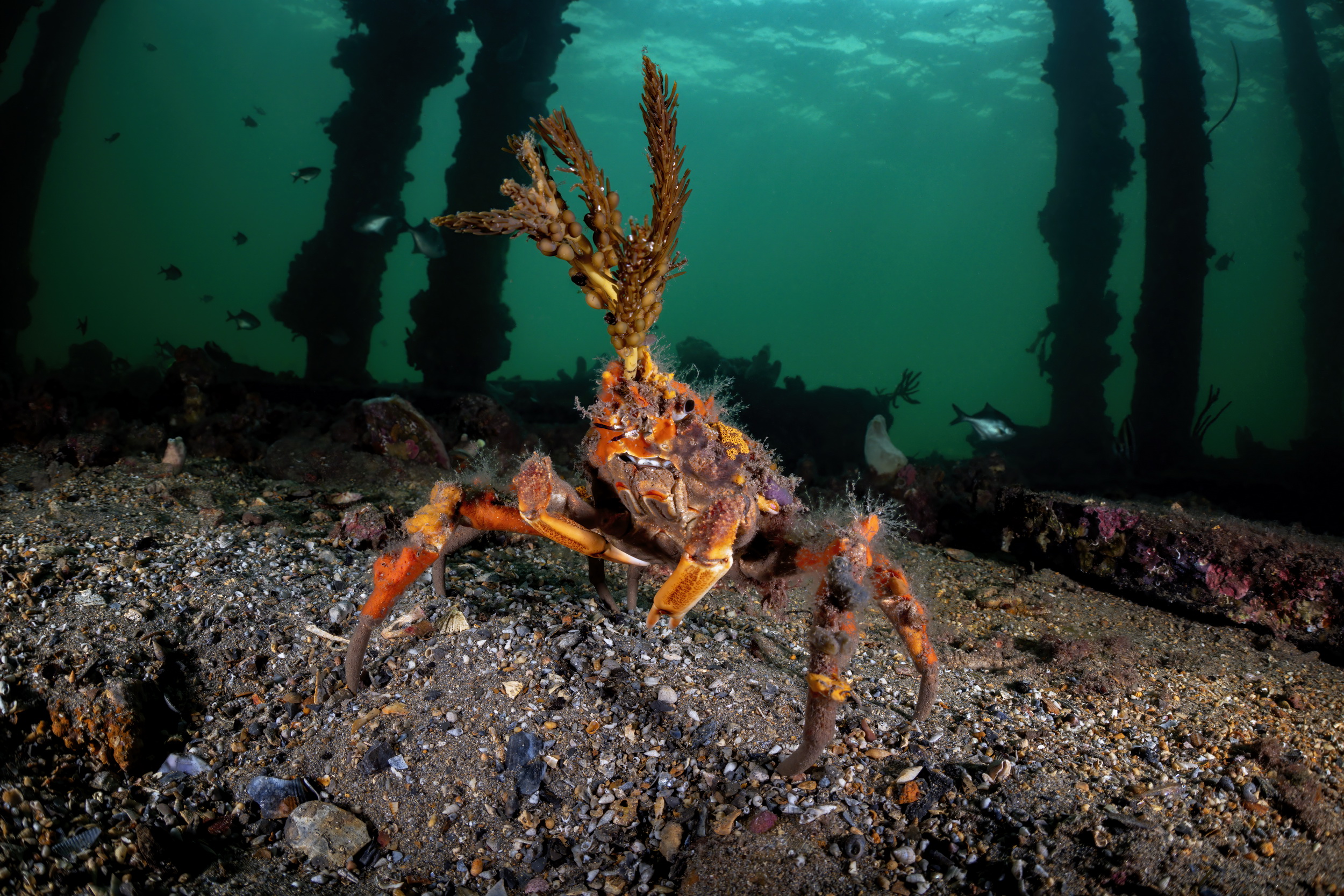 Decorator crab, Edithburgh Jetty, South Australia. Photo by Don Silcock.