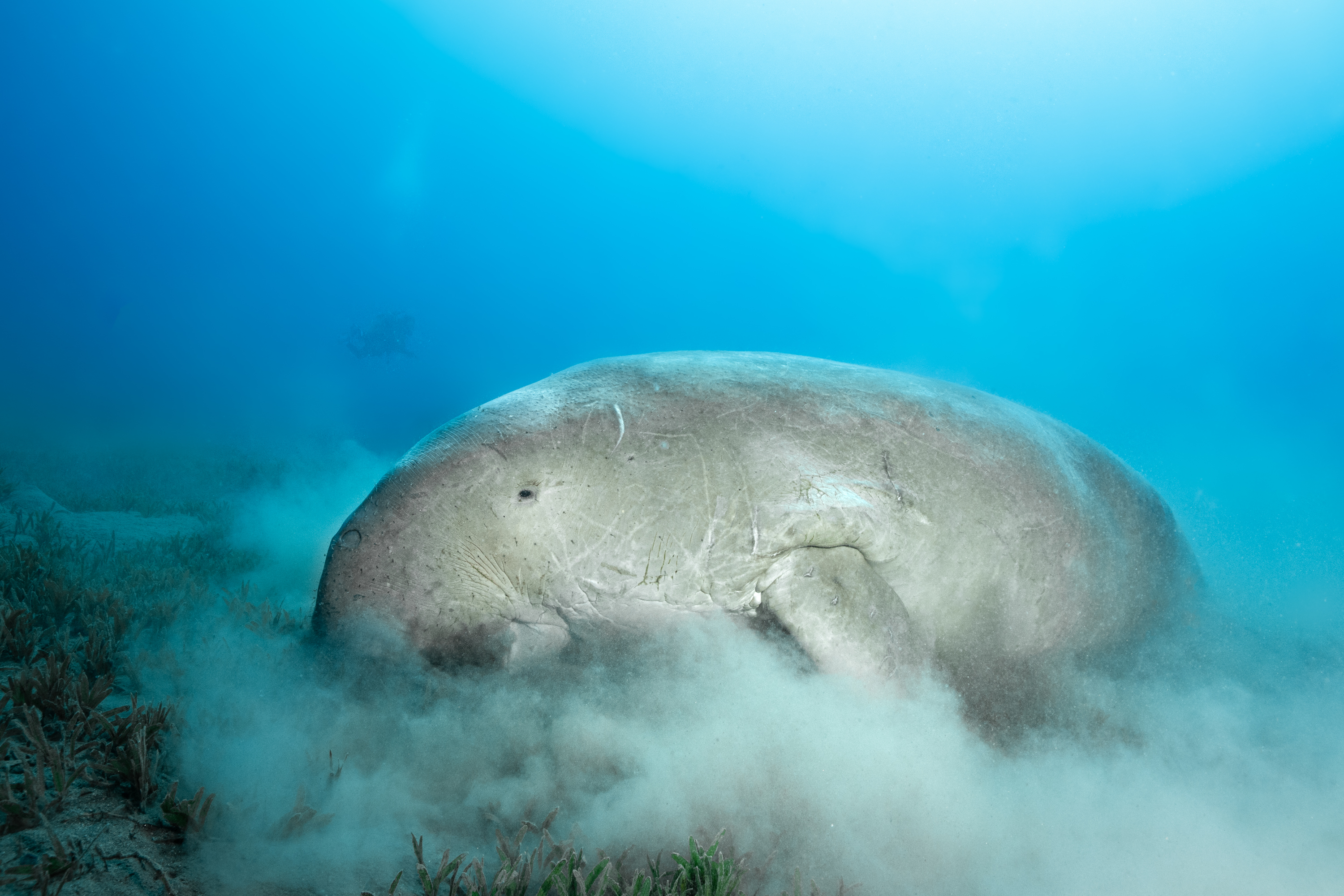 Dugong in Marsa Alam, Egypt, by Kate Jonker