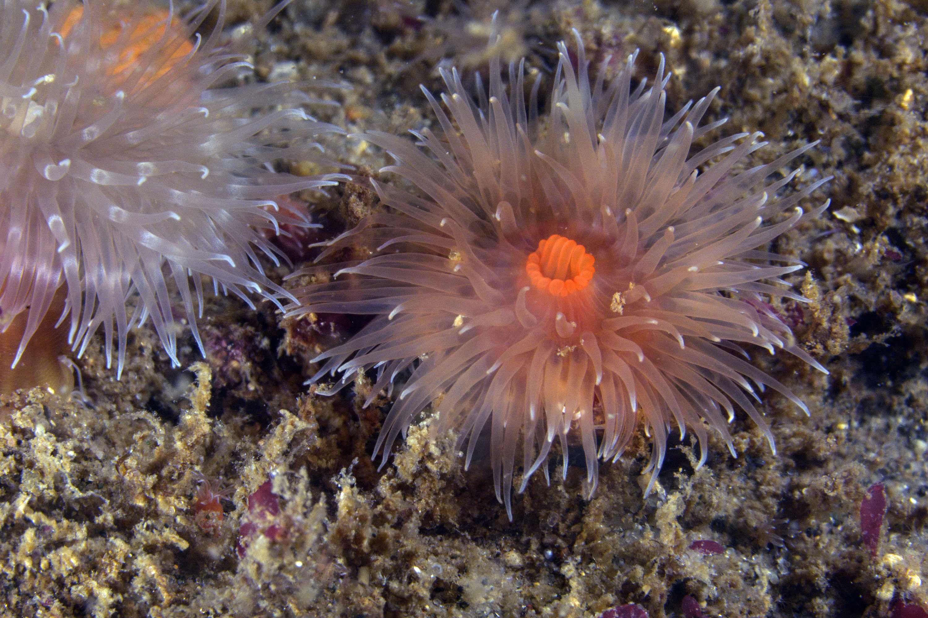 Red anemones, Denmark. Photo by Scott Bennett