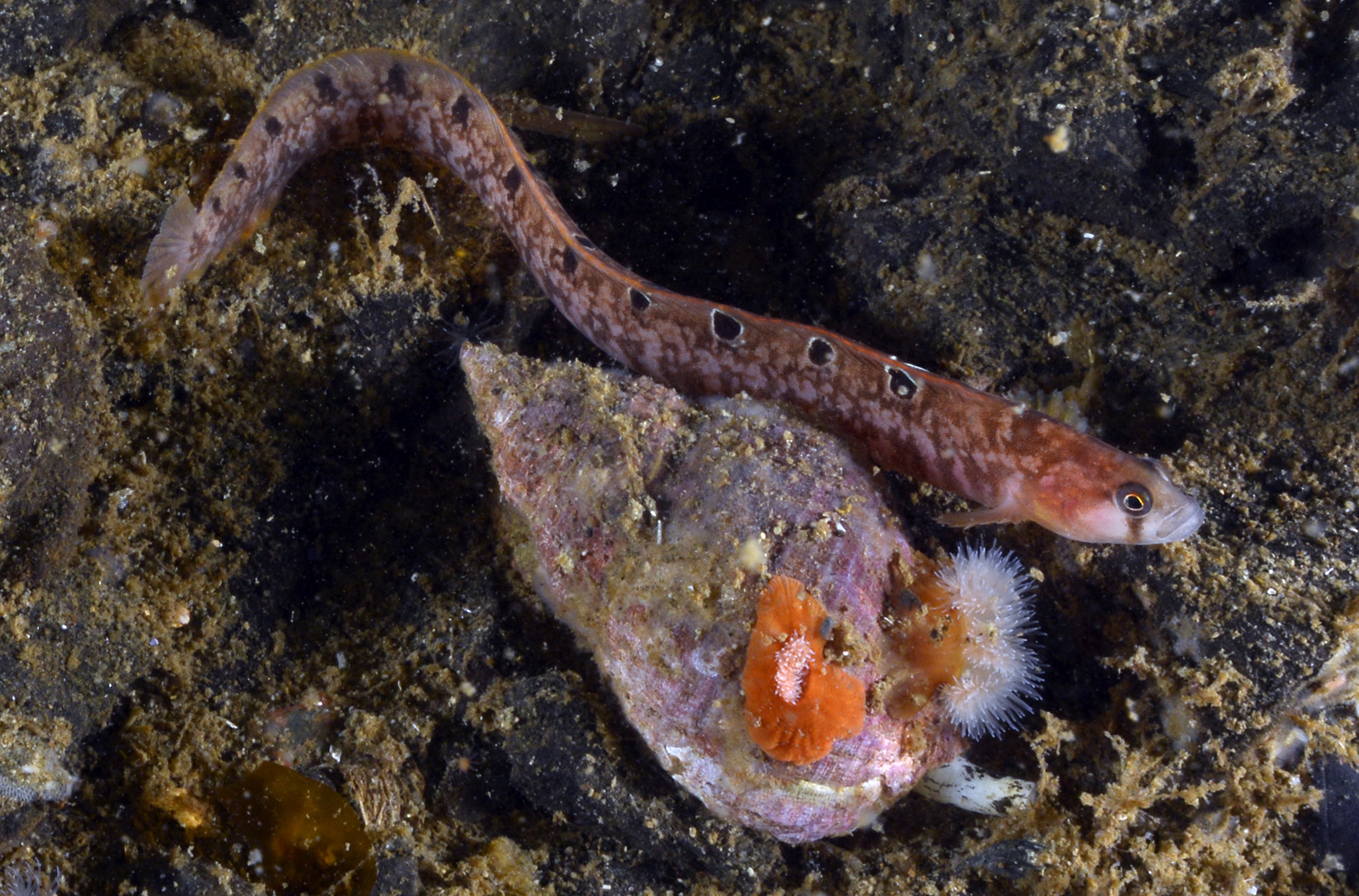 Viviparous eelpout, Søbadet, Little Belt, Denmark. Photo by Scott Bennett