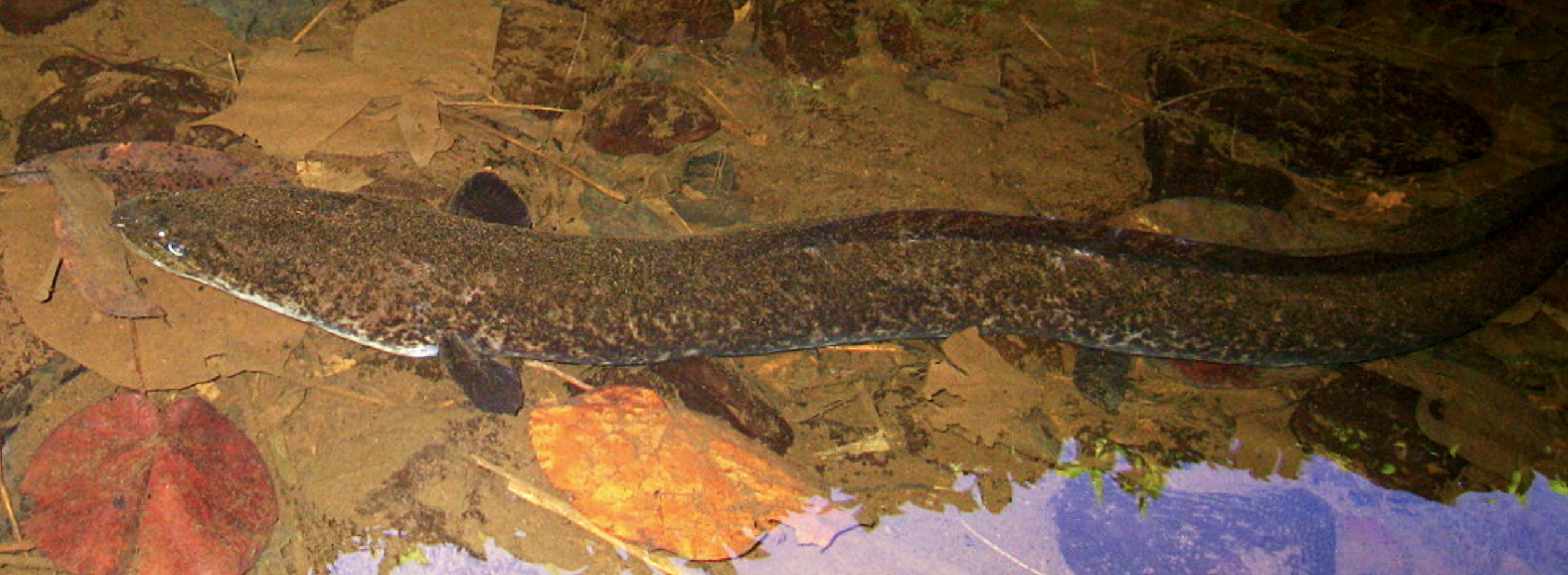 Giant marbled eel, Tahiti, French Polynesia. Photo by Ila France Porcher.