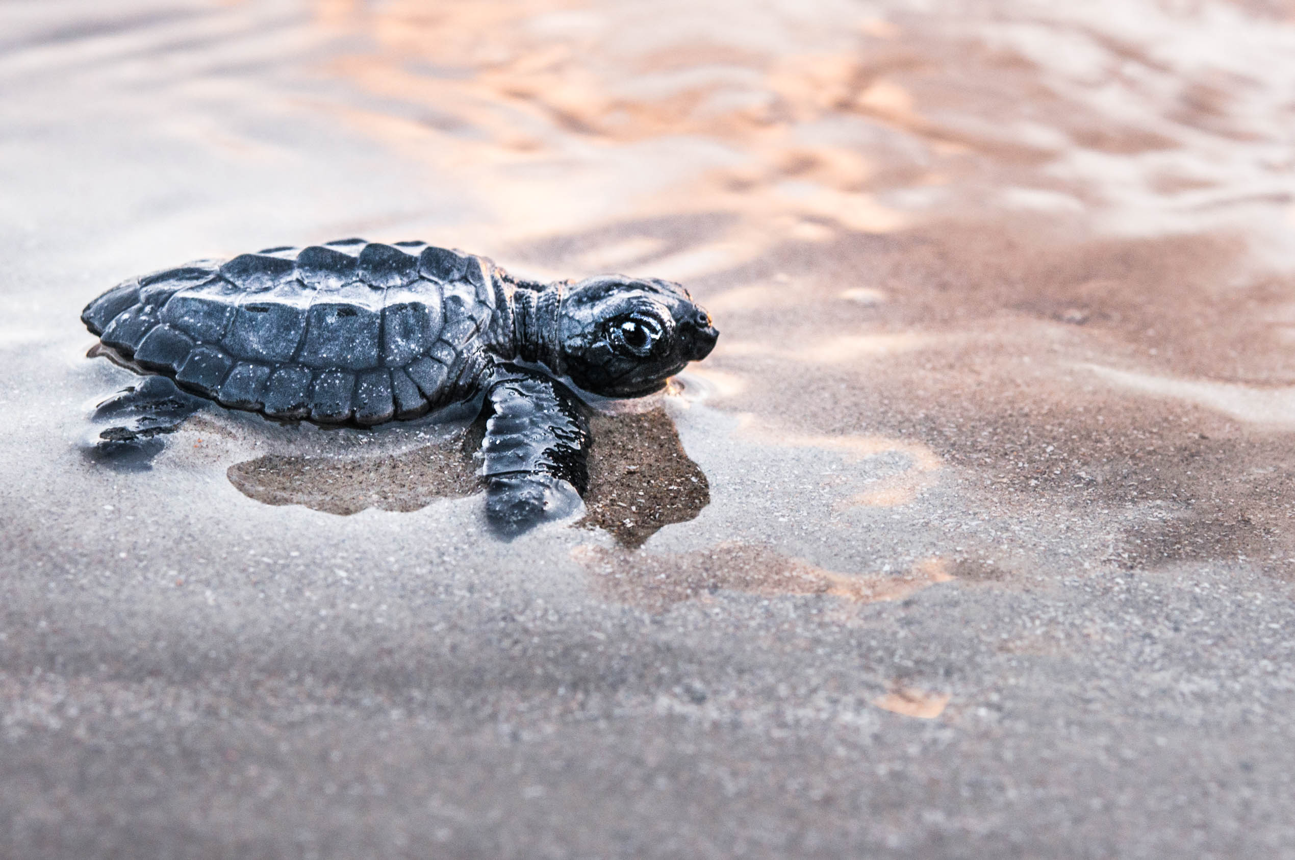 Kemps Ridley sea turtle hatchling, by Jennifer Idol