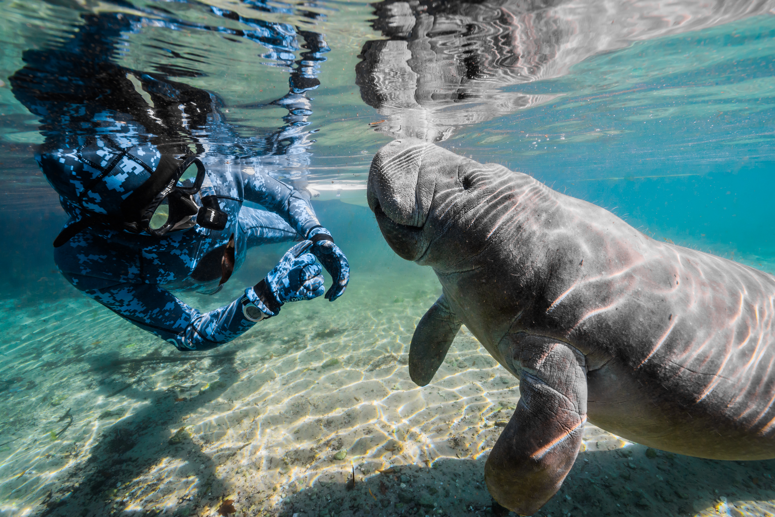 Manatee in Florida, USA, by Jennifer Idol