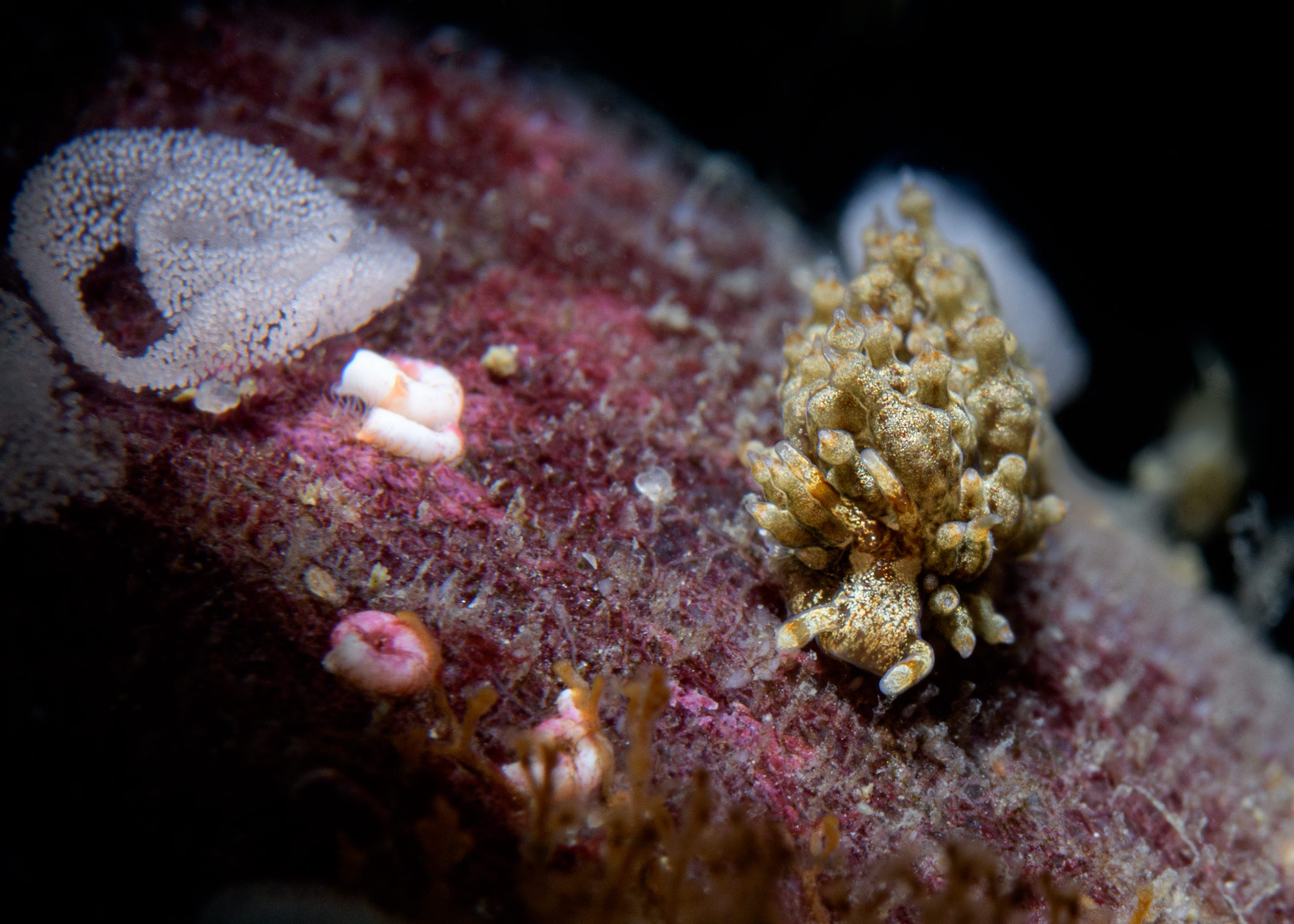 Candelabra nudibranch with egg ribbon, by Kate Jonker