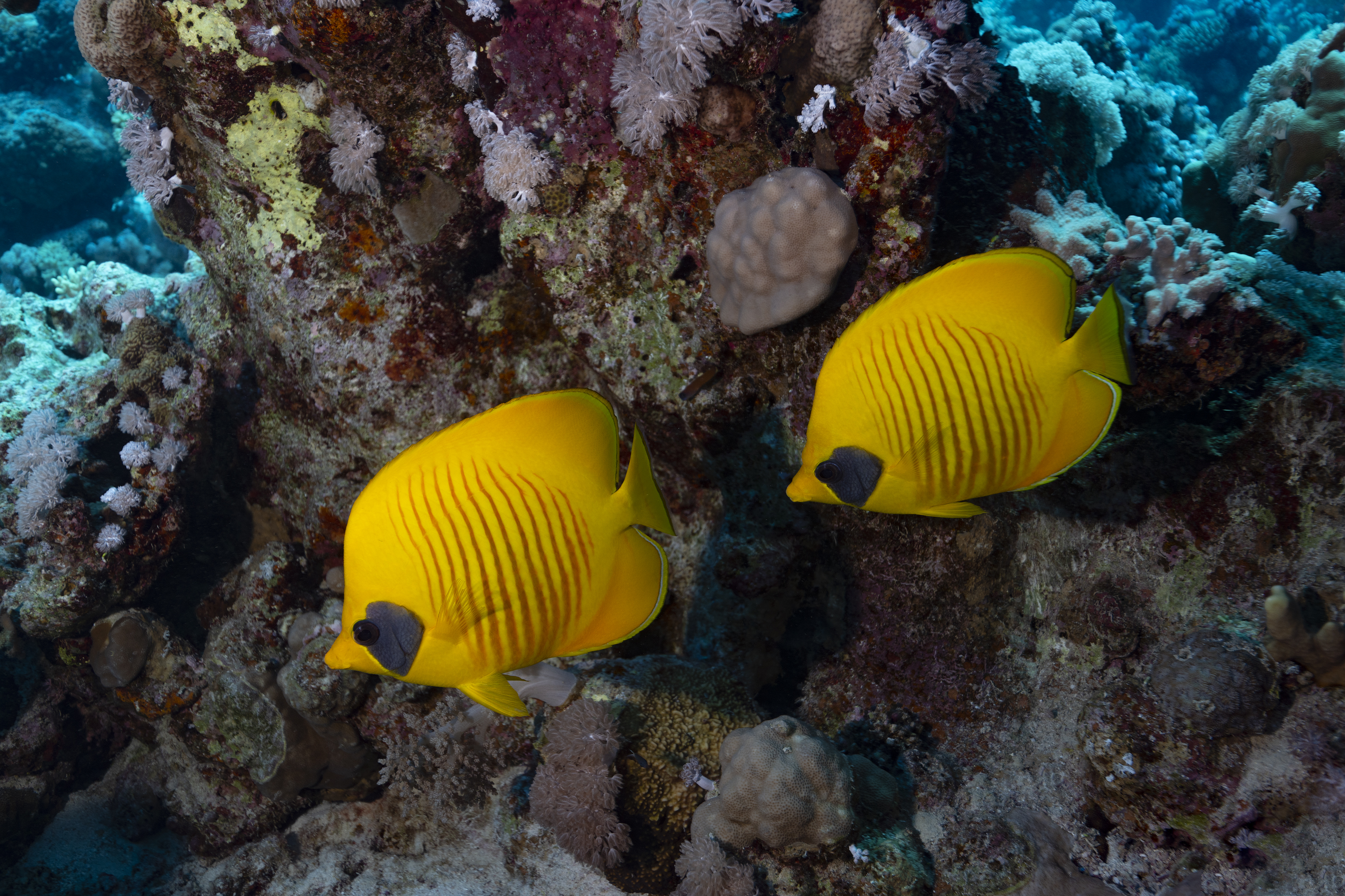 Masked butterflyfish at Ras Torombi, Red Sea, Egypt. Photo by Scott Bennett