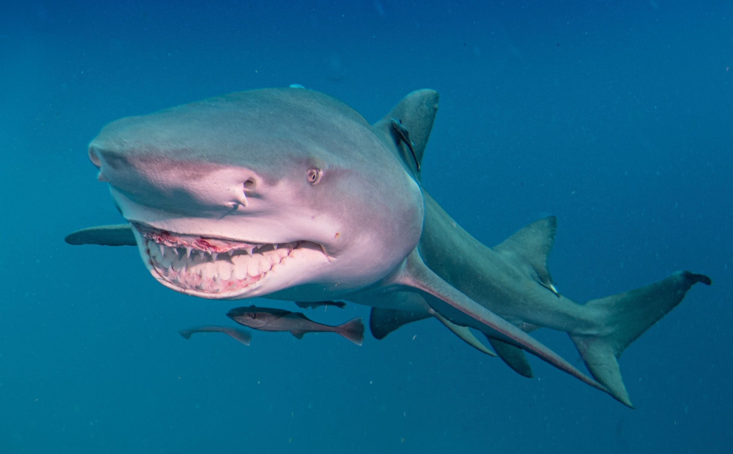 Miss Snooty, Jupiter, Florida, USA. Photo by Gary Rose, MD