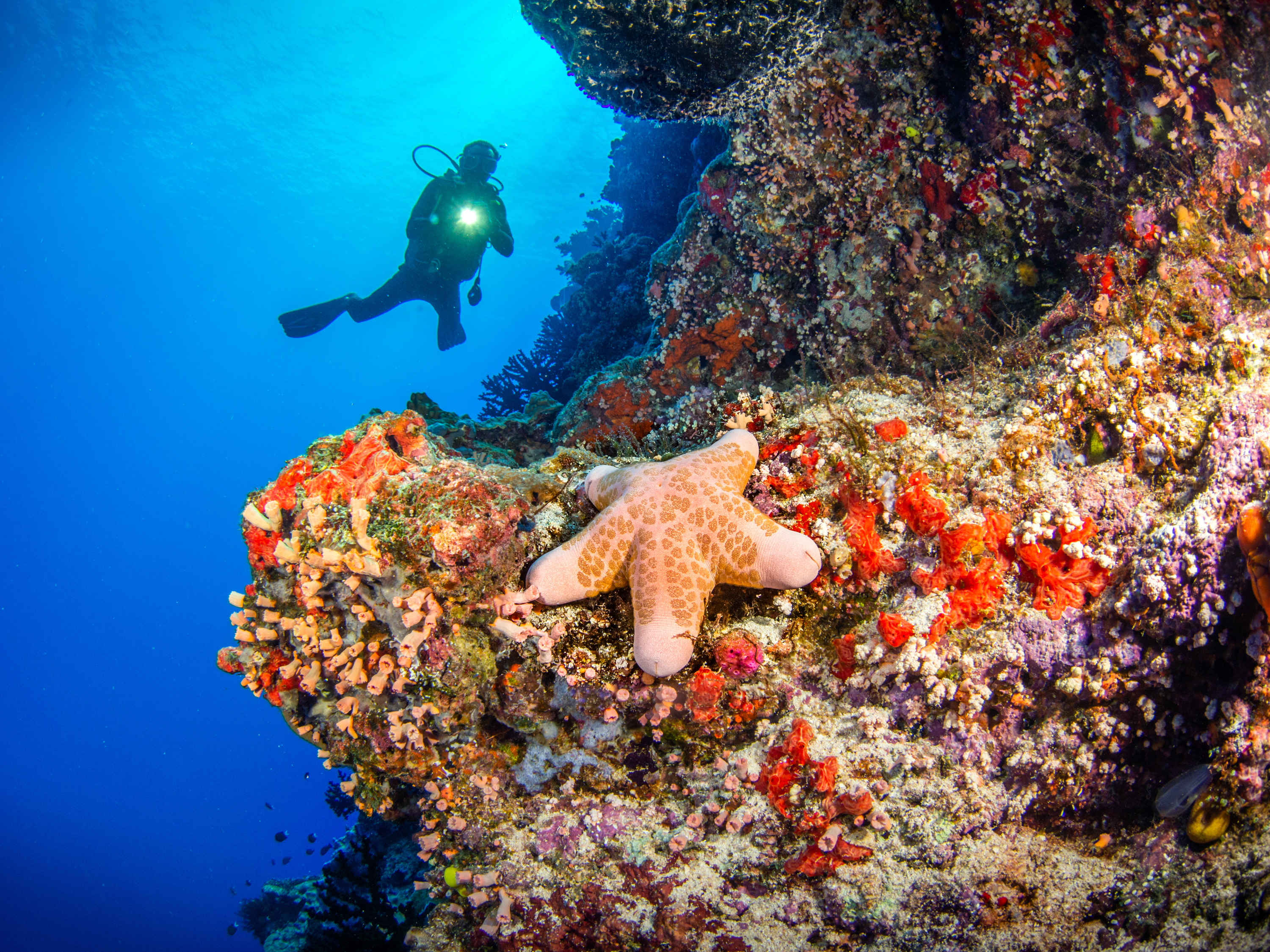 Gabriella’s Fish Point, Oro, Papua New Guinea. Photo by Olga Torrey