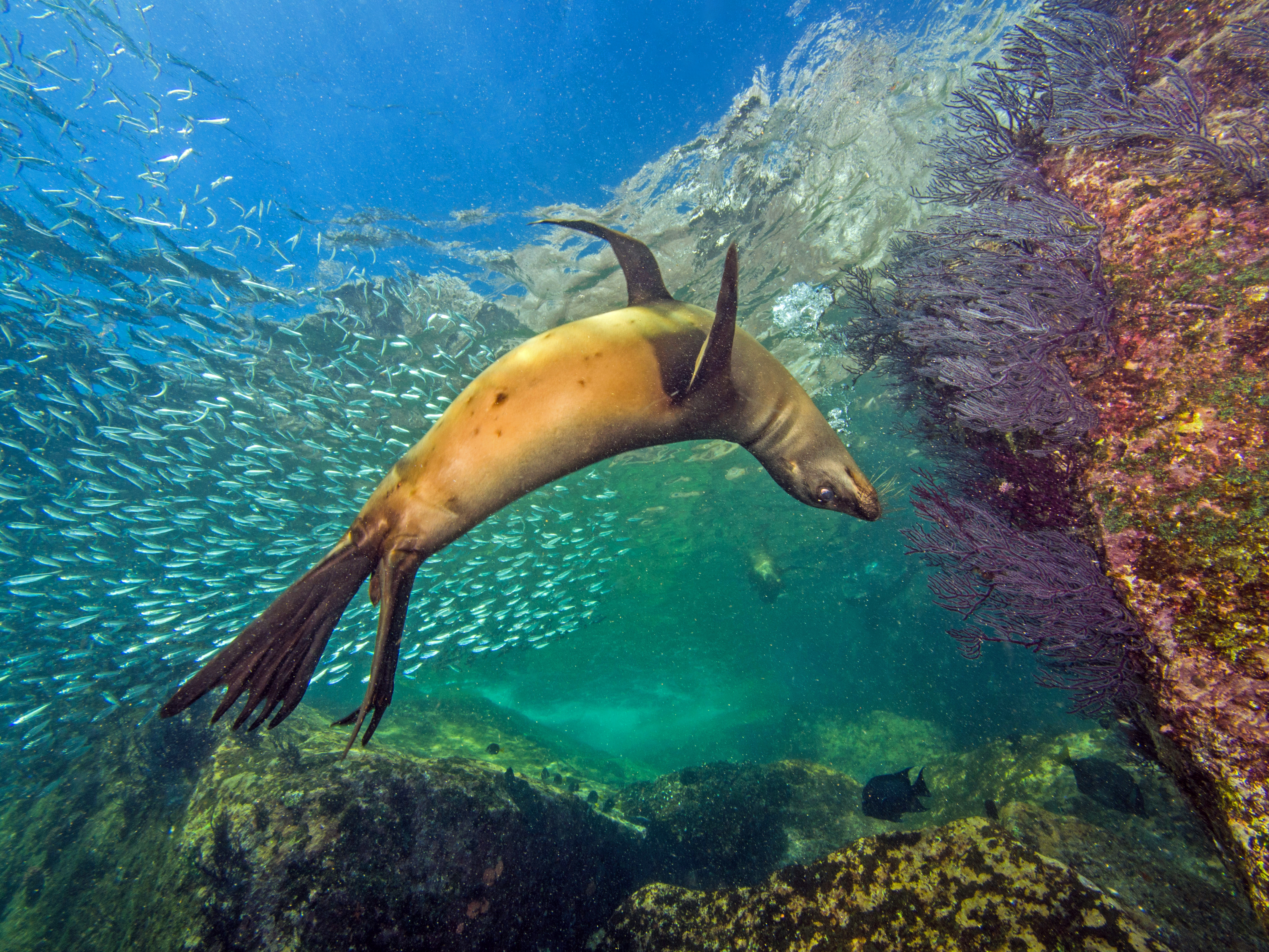 California sea lions at La Paz, Mexico, by Olga Torrey