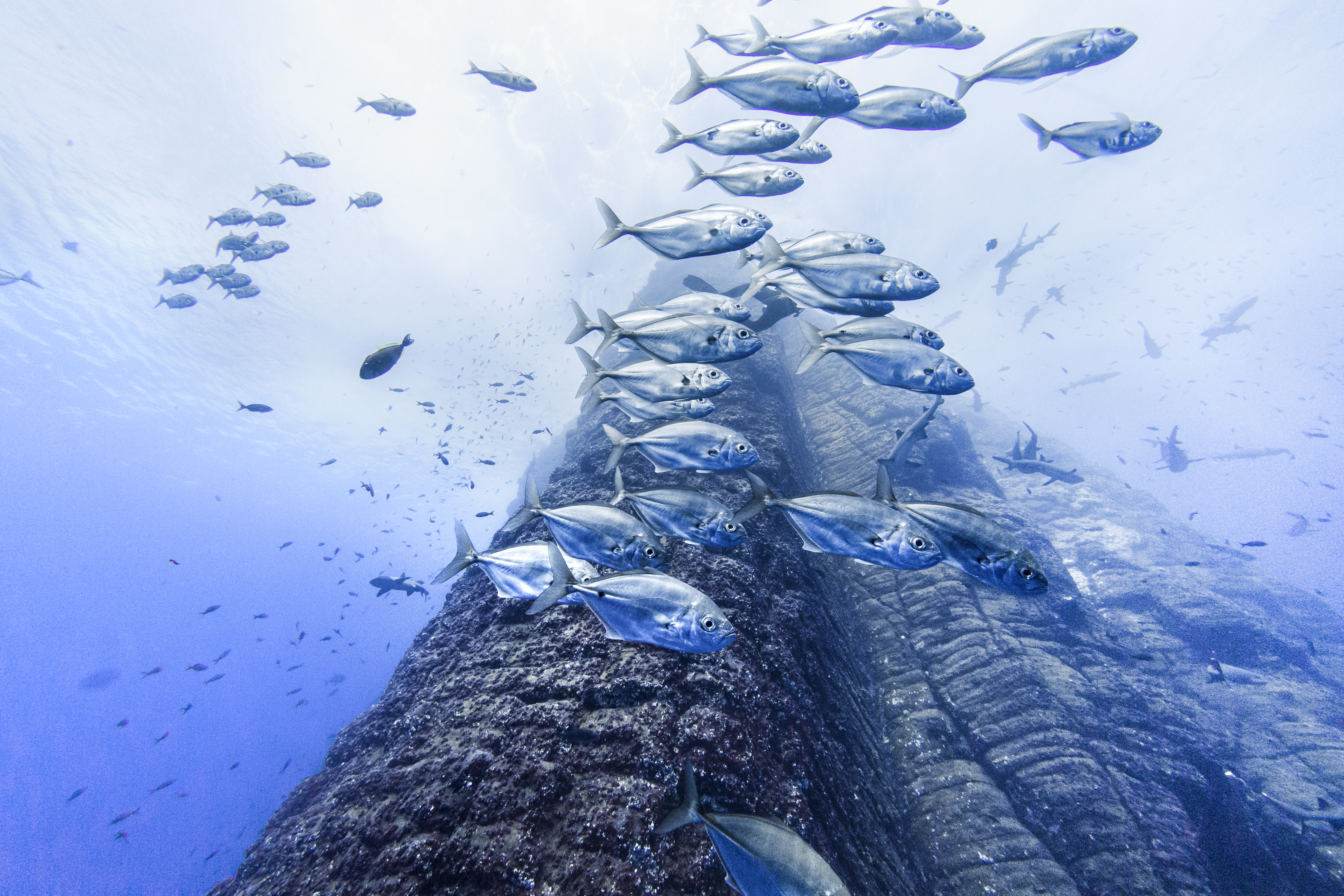 Jacks at Roca Partida. Photo by Kate Holt