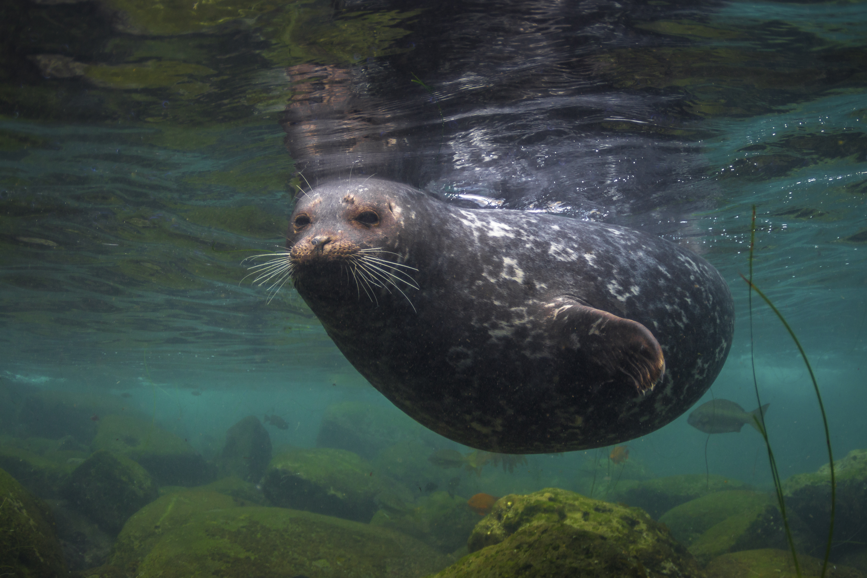 Harbor seal at La Jolla Cove in California, USA, by Frankie Grant