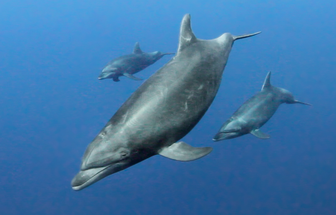 Dolphins at The Boiler. Photo by Kate Holt