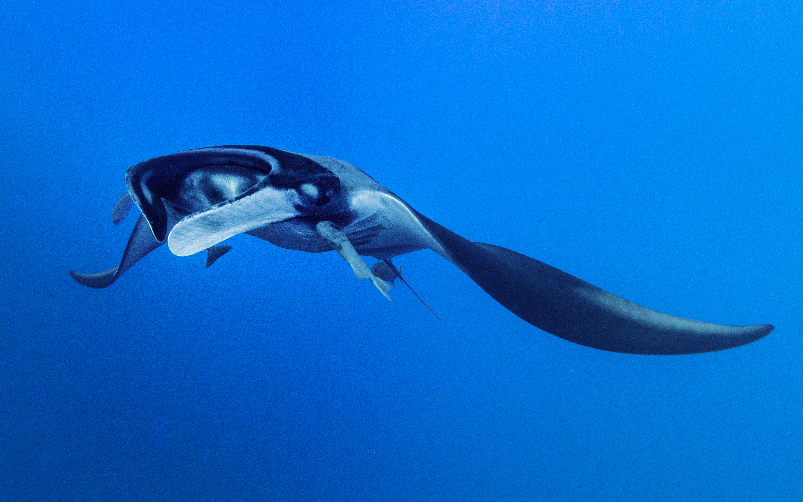 Manta ray cruising at The Boiler. Photo by Kate Holt