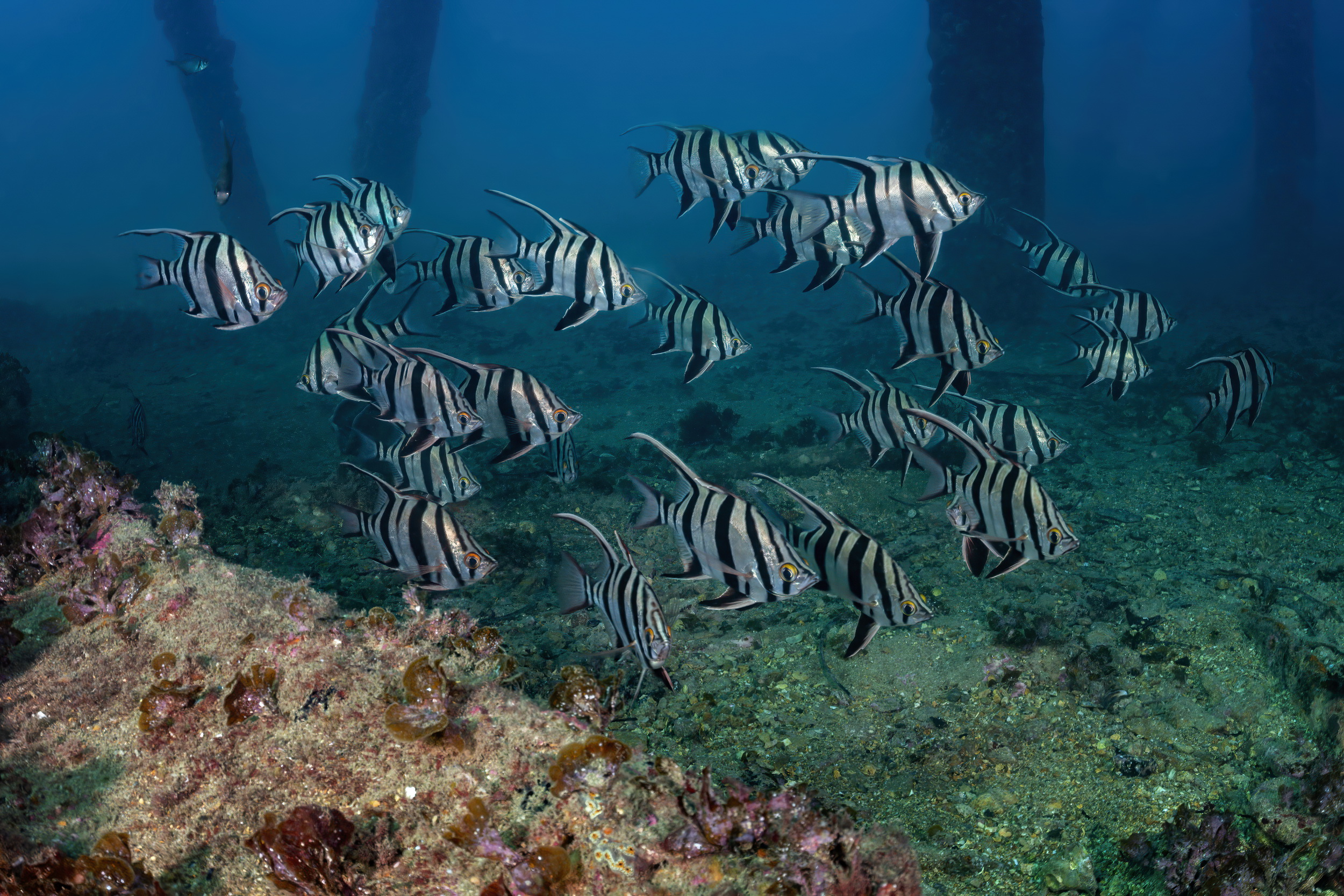 Old wife fish, Rapid Bay Jetty, South Australia. Photo by Don Silcock