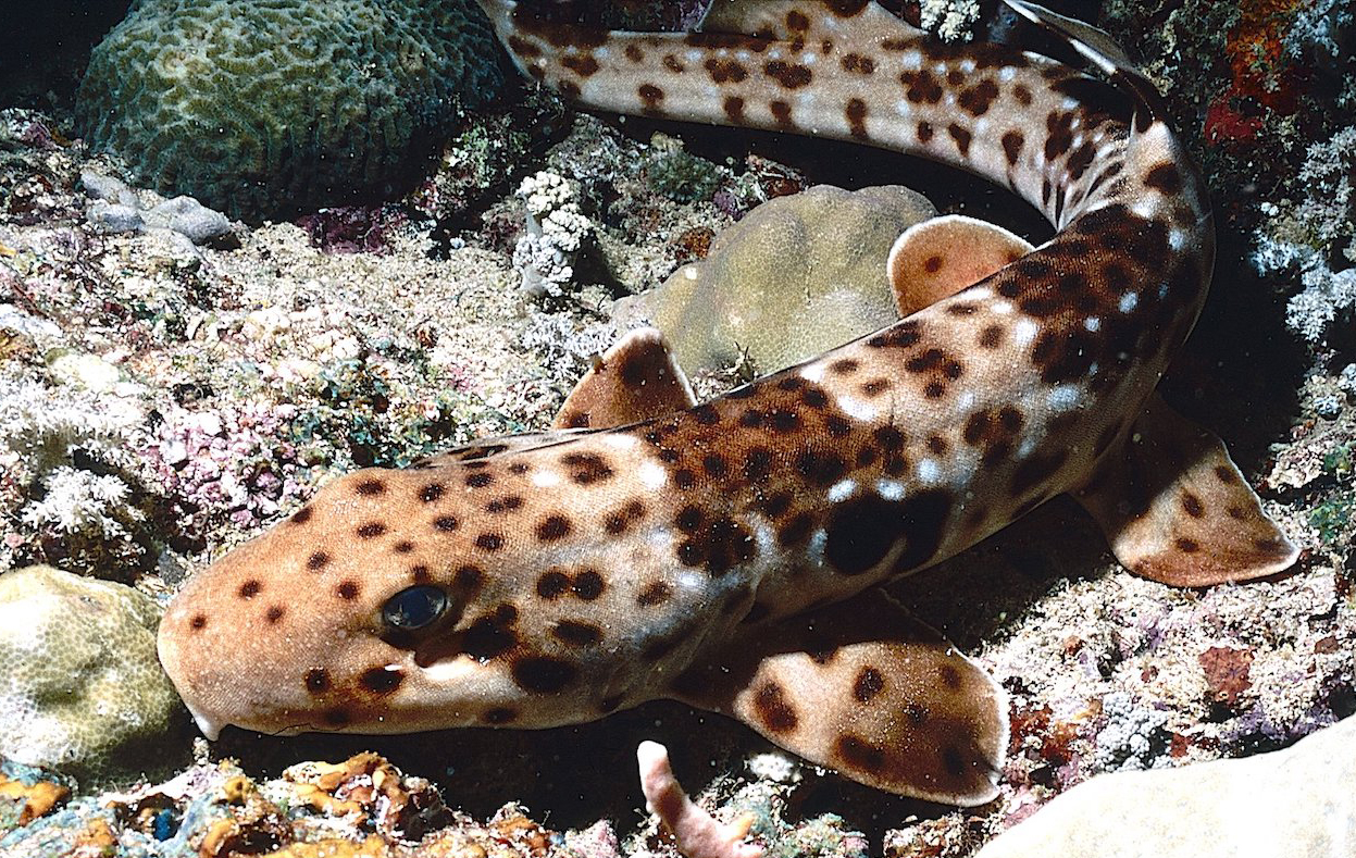 Triton Bay walking shark. Photo by Pierre Constant