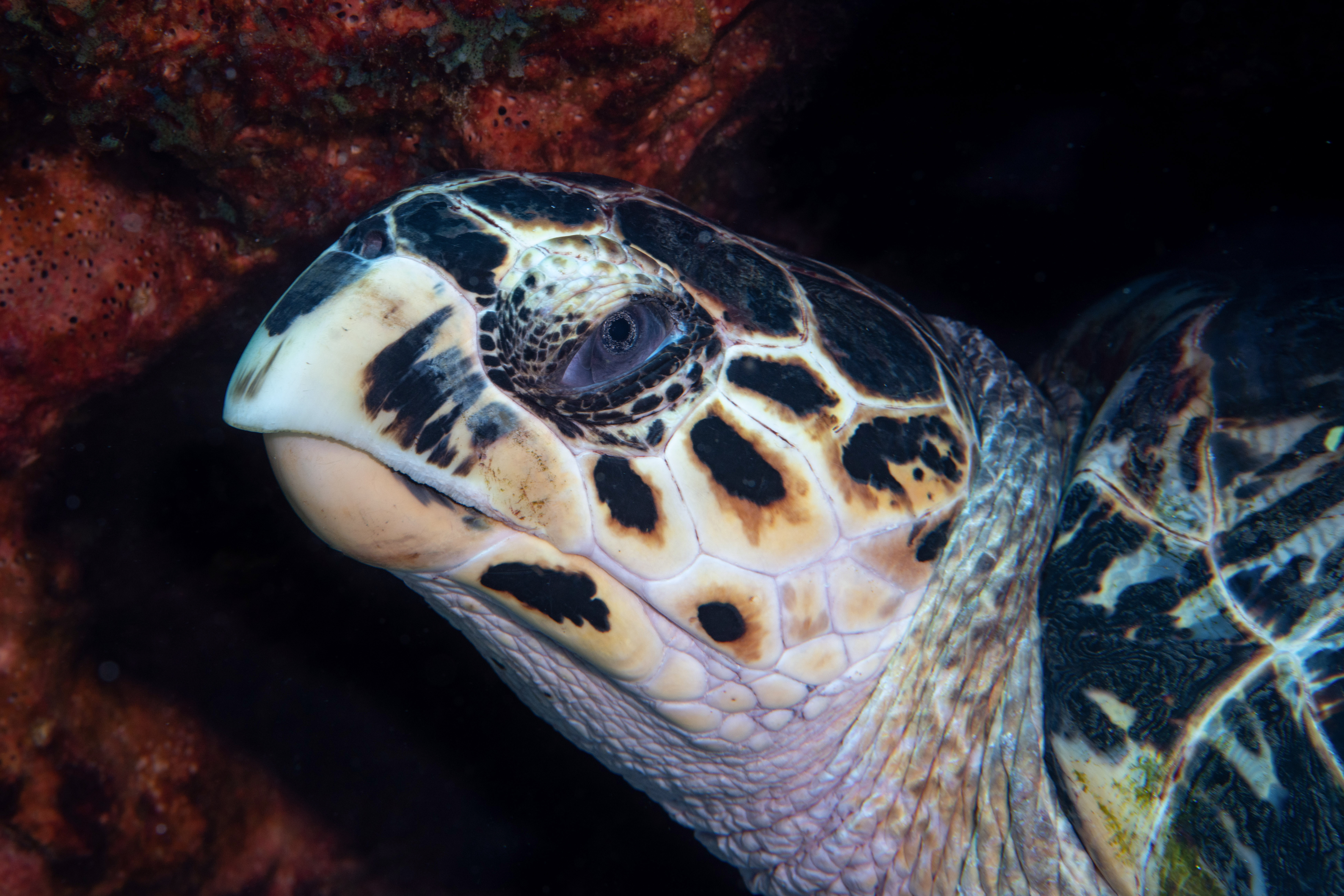 Hawksbill sea turtle resting under a ledge, Cozumel. Photo by Brandi Mueller