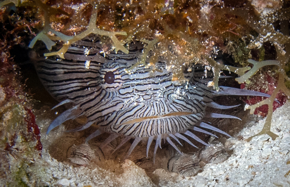 Splendid toadfish with babies. Photo by Brandi Mueller