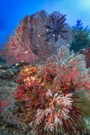 Reef scene at Gili Lawa Darat, Komodo