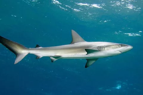 Galapagos shark (Carcharhinus galapagensis) 