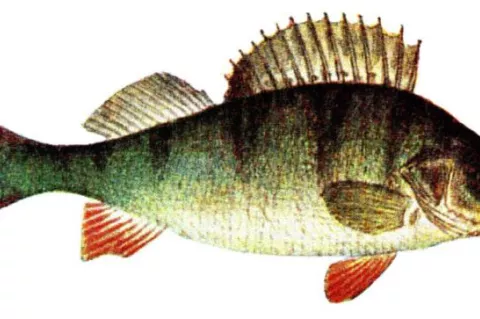 European perch