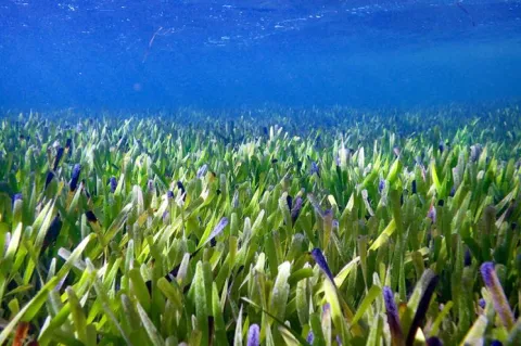 Ribbon weed, Posidonia australis, meadow in Shark Bay, Western Australia