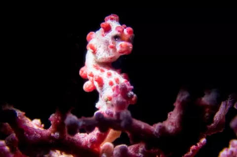 Pygmy seahorse