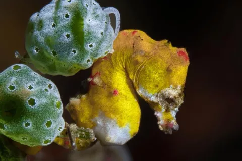 H. pontohi pygmy seahorse