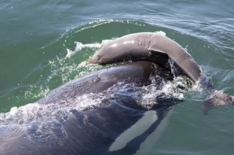 Southern Resident orca harassing a porpoise