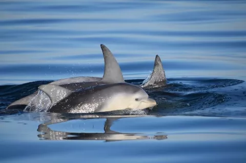 Pod of Burrunan dolphins at the ocean surface