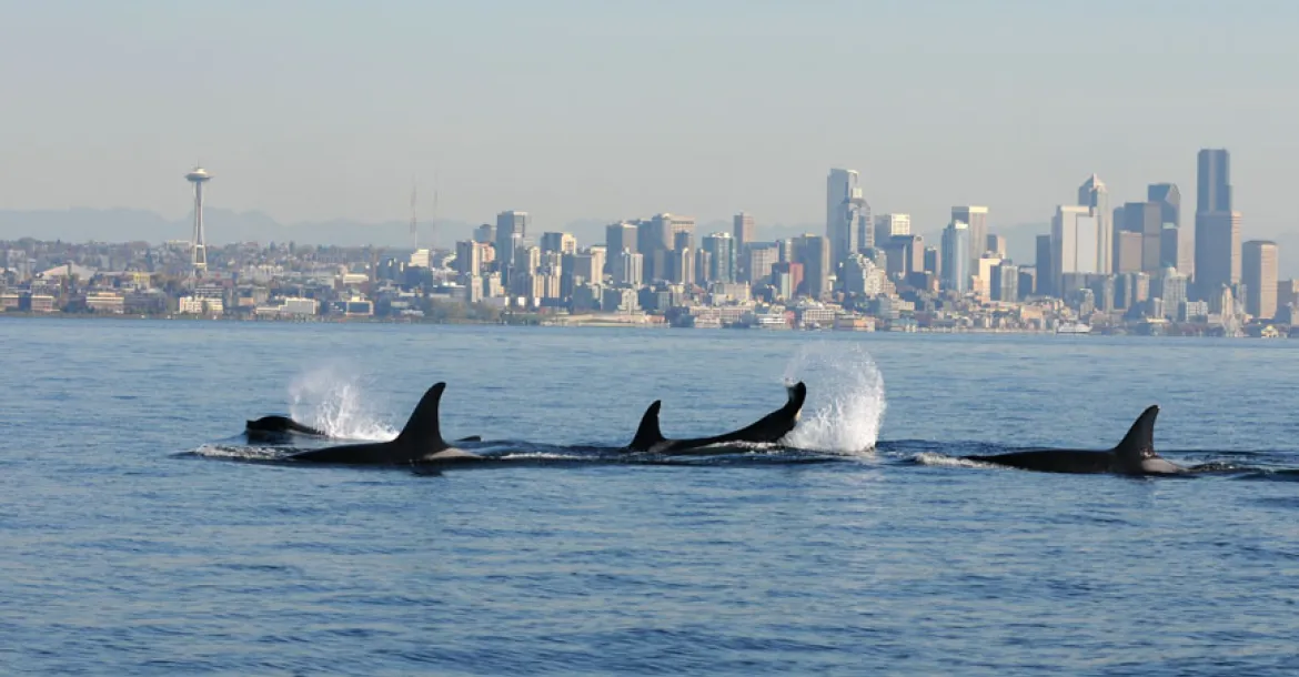 A pod of resident orcas travels at the surface