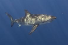 A great white shark