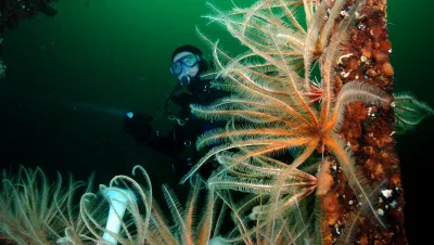 Artifical reef in BC, Canada. Photo by Barb Roy