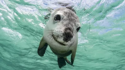 Gentle Soul, photo of Australian sea lion by Celia Kujala