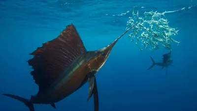 Sailfish hunting sardines in the open ocean off the coast of Mexico. Image courtesy of Rodrigo Friscione