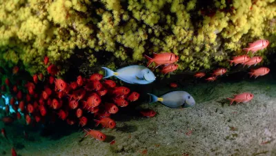 Moravia doctorfish, blackbar soldierfish and yellow cup coral in cave at Tres Grutas dive site