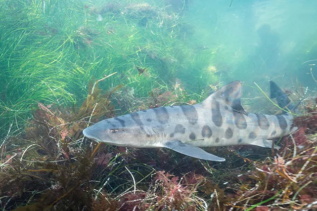 A leopard shark (Triakis semifasciata) found while snorkeling at La Jolla Shores. Photo Brent Durand.